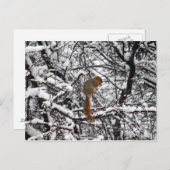 白いかわいらしリス ポストカード (正面/裏面)