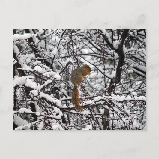 白いかわいらしリス ポストカード (正面)