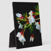 白いさくらんぼの花の写真 フォトプラーク (側面)