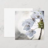 白いさくらんぼの花の自然の写真カード (正面/裏面)