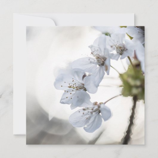 白いさくらんぼの花の自然の写真カード (正面)