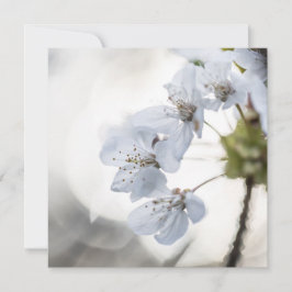 白いさくらんぼの花の自然の写真カード