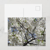 白いさくらんぼの花：東京 ポストカード (正面/裏面)