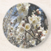 白いさくらんぼの花/桜/サクラ(桜) コースター (正面)