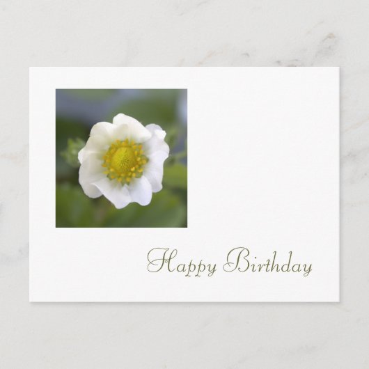 白いちご花ハッピーバースデー ポストカード (正面)