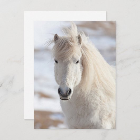 白いアイスランドの馬のクローズアップ ポストカード (正面/裏面)