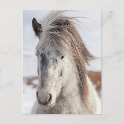 白いアイスランドの馬のHeadshot ポストカード (正面)