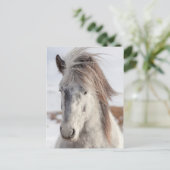 白いアイスランドの馬のHeadshot ポストカード (スタンド正面)