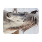 白いアイスランド馬のアップショット マグネット (横)