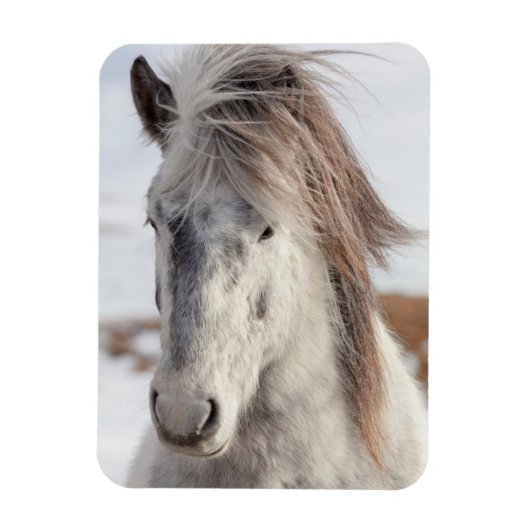 白いアイスランド馬のアップショット マグネット (縦)