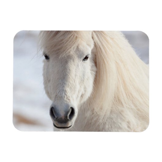 白いアイスランド馬のクローズアップ マグネット (横)