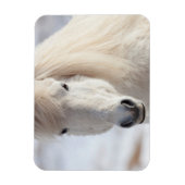 白いアイスランド馬のクローズアップ マグネット (縦)