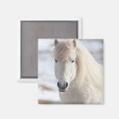 白いアイスランド馬のクローズアップ マグネット (正面/裏面)