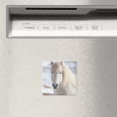 白いアイスランド馬のクローズアップ マグネット (インサイチュ (食洗機))