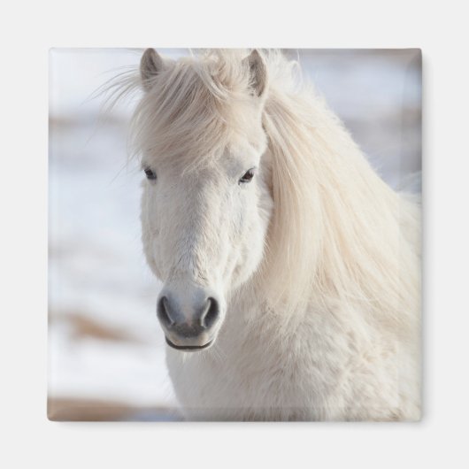 白いアイスランド馬のクローズアップ マグネット (正面)