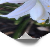白いアガパンツスの花 ポスター (角)