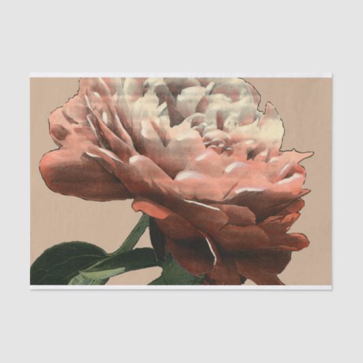 白いアクセントのルビー色の赤いバラ 薄葉紙 (正面)