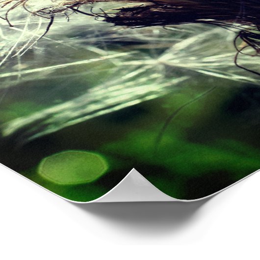 白いアザラシの種毛羽がクローズアップ ポスター (角)