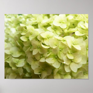 白いアジサイの花の背景 ポスター