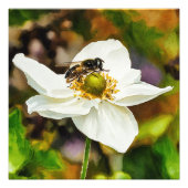 白いアネモネの花の上のホバムシ - 花粉媒介  フォトプリント            (正面)
