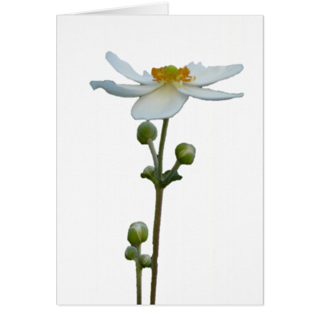 白いアネモネ1 (正面)