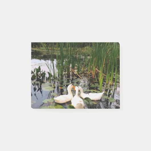 白いアヒル、ユリのパッド、カタイル、湖の海岸 ポストイット (正面)