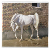 白いアラビアの種馬 タイル (正面)