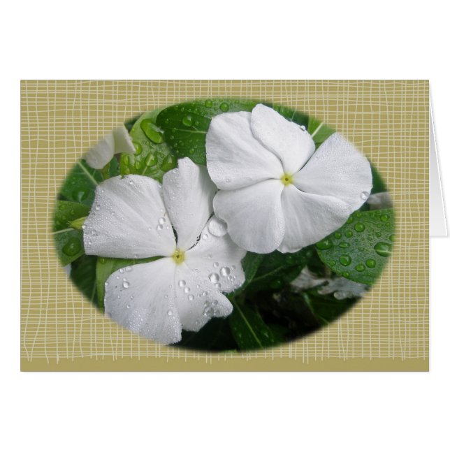 白いインパティエンスの花 (正面横)