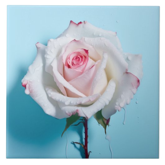 白いウェットバラのターコイズの青い背景 タイル (正面)