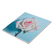 白いウェットバラのターコイズの青い背景 タイル (側面)