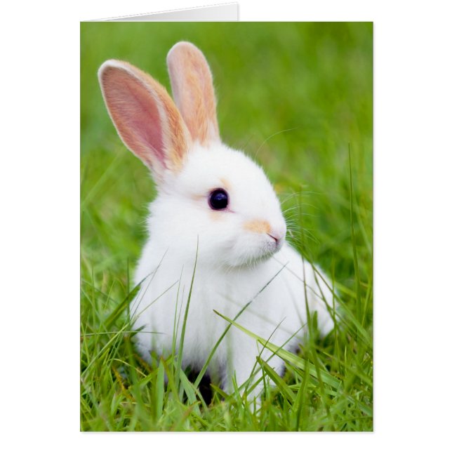 白いウサギ (正面)