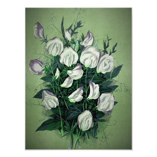 白いエレガントスイートピーの花 フォトプリント            (正面)