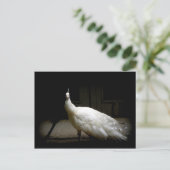 白いエレガント孔雀ヴィンテージ自然鳥の写真 ポストカード (スタンド正面)