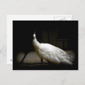 白いエレガント孔雀ヴィンテージ自然鳥の写真 ポストカード (正面/裏面)