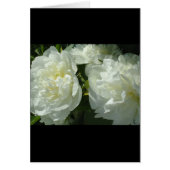 白いエレガント牡丹フローラ白い花写真 (正面)