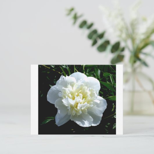 白いエレガント牡丹フローラ白い花写真 ポストカード (スタンド正面)