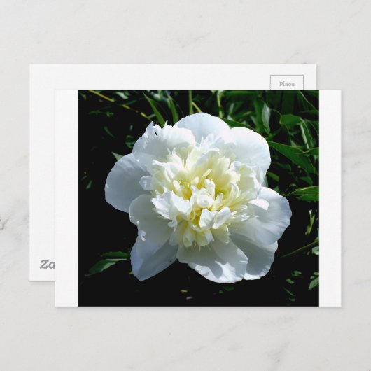 白いエレガント牡丹フローラ白い花写真 ポストカード (正面/裏面)