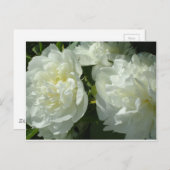 白いエレガント牡丹フローラ白い花写真 ポストカード (正面/裏面)