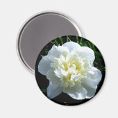 白いエレガント牡丹フローラ白い花写真 マグネット (正面/裏面)