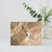 白いオオカミの森 ポストカード (スタンド正面)