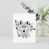 白いオオカミ三匹 ポストカード (スタンド正面)