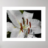 白いオニユリの花の写真 ポスター (正面)