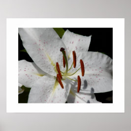 白いオニユリの花の写真 ポスター