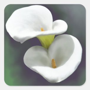 白いオランダカイウユリの花 スクエアシール