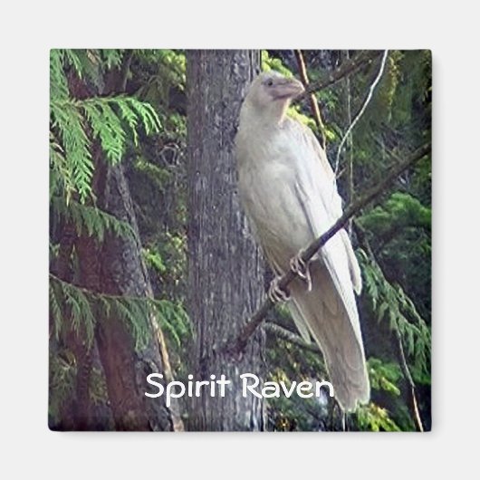 白いカラス磁石 マグネット (正面)