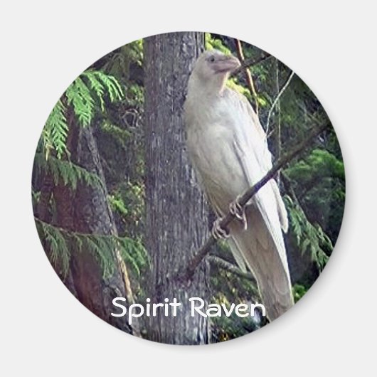 白いカラス磁石 マグネット (正面)