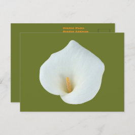 白いカラユリの花の裏庭の庭の写真 ポストカード