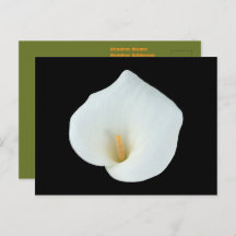 白いカラユリの花の裏庭の庭の写真