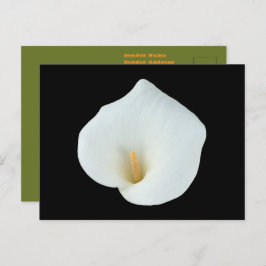 白いカラユリの花の裏庭の庭の写真 ポストカード