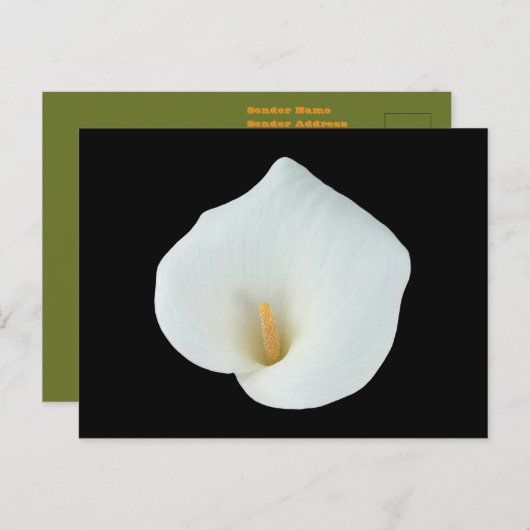 白いカラユリの花の裏庭の庭の写真 ポストカード (正面/裏面)